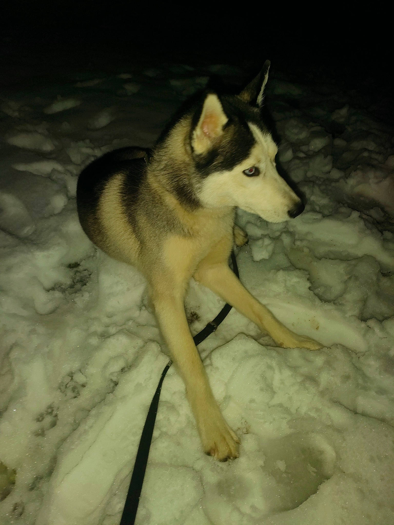 Yukio participe au concours pour gagner de l'argent avec cette photo : canidae, canis, carnivore, dog, dog_breed, fawn, freezing, fur, jaw, siberian_husky, sled_dog, snout, snow, sporting_group, tail, wildlife, winter, wolf, working_animal, working_dog