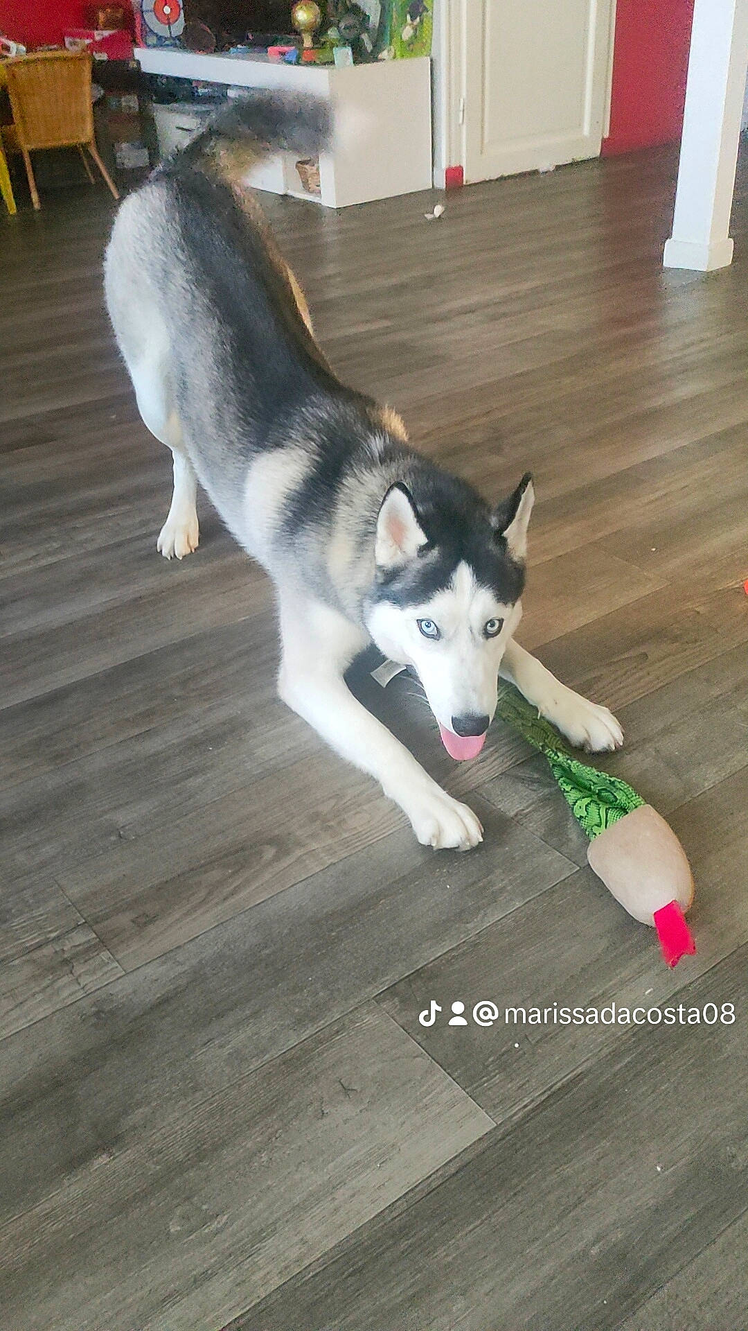 Yukio a rejoint le concours — aidez-le/la à gagner de superbes lots ! canidae, canis, carnivore, companion_dog, dog, dog_breed, floor, flooring, fur, hardwood, siberian_husky, sled_dog, snout, sporting_group, tail, wood, wood_flooring, wood_stain, working_animal, working_dog