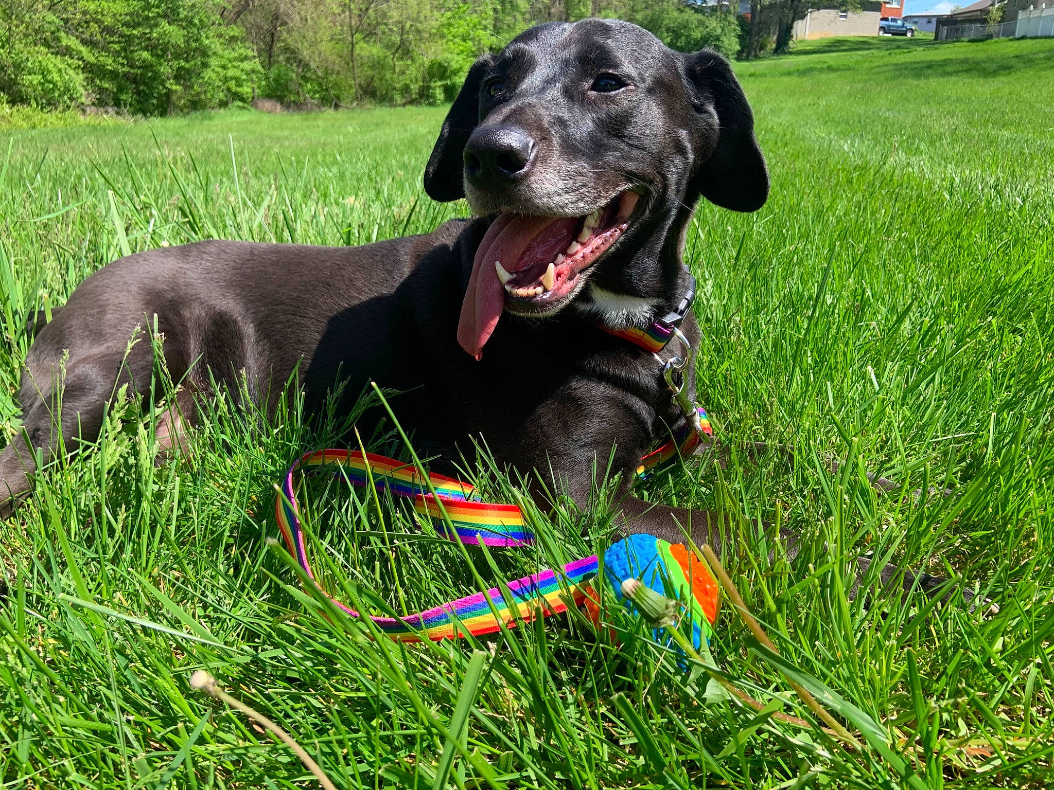 Angus joined the competition — help win amazing prizes! canidae, carnivore, collar, companion_dog, dog, dog_breed, dog_collar, dog_supply, grass, grassland, green, gun_dog, leash, liver, plant, pointing_breed, retriever, sporting_group, tree, working_animal