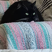Salor joined the competition — help win amazing prizes! cat, black_cat, green_eyes, blanket, knitted_blanket, cozy, indoor, resting, pet, feline, soft_texture, striped_blanket, close_up, cute, animal, comfort, home, relaxing, curious, fur