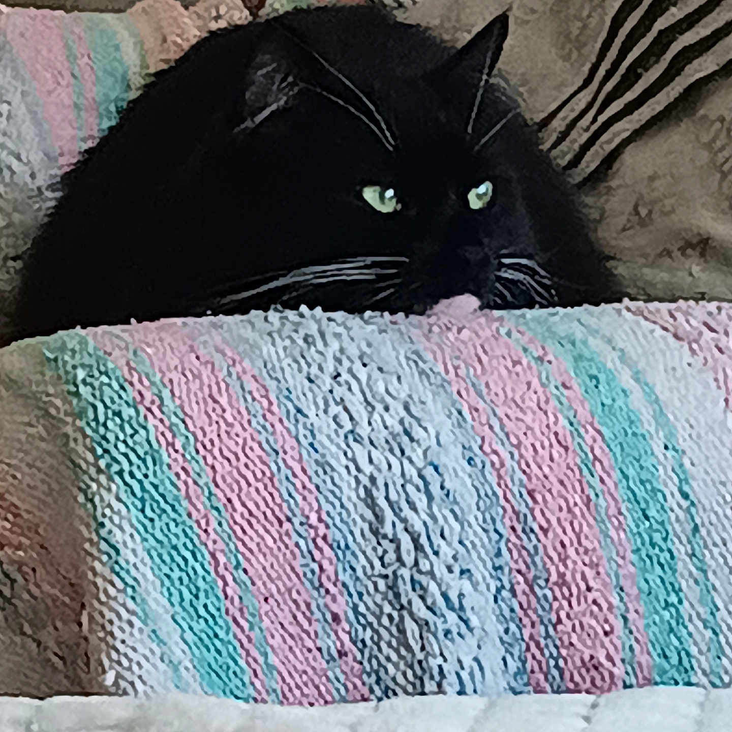 Salor joined the competition — help win amazing prizes! cat, black_cat, green_eyes, blanket, knitted_blanket, cozy, indoor, resting, pet, feline, soft_texture, striped_blanket, close_up, cute, animal, comfort, home, relaxing, curious, fur