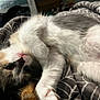 cat, kitten, calico, fur, paw, blanket, cozy, cute, pet, animal, indoor, resting, soft, whiskers, sleepy, playful, closeup, face, relaxed, young