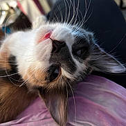 Elsa is registered to the contest to win money with this photo: cat, close_up, whiskers, fur, relaxed, lying_down, pink_shirt, person, lap, indoor, pet, animal, cute, cozy, soft_light, face, ears, nose, eyes, domestic_cat