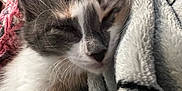 Elsa joined the competition — help win amazing prizes! cat, kitten, sleeping, cozy, blanket, soft, fur, whiskers, closeup, resting, cute, indoors, pet, comfort, nap, feline, warm, relaxed, domestic_animal, fluffy
