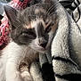 cat, kitten, sleeping, cozy, blanket, soft, fur, whiskers, closeup, resting, cute, indoors, pet, comfort, nap, feline, warm, relaxed, domestic_animal, fluffy