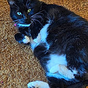 Roxanne is registered to the contest to win money with this photo: cat, tuxedo_cat, black_and_white, pet, feline, indoor, carpet, relaxed, lying_down, whiskers, collar, pink_bell, fur, paw, green_eyes, cute, domestic_animal, animal, mammal, close_up