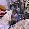 cat, kitten, grey_tabby, blanket, cozy, curtains, christmas_stocking, feather_toy, indoor, window, furniture, curious, pet, home, soft_texture, warm_lighting, cute, small_animal, holiday_decor, sitting