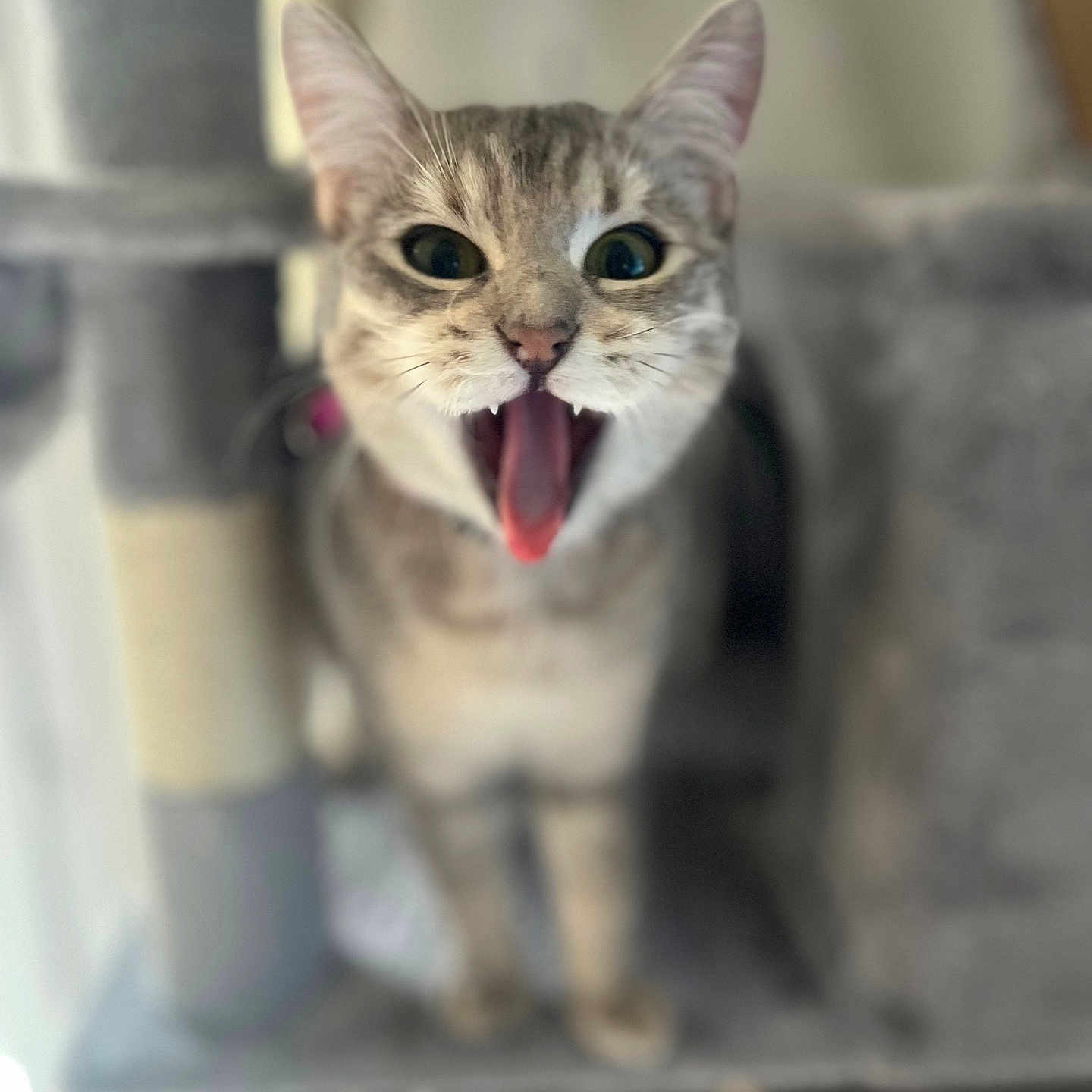 Nala