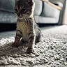 kitten, cat, pet, animal, indoor, carpet, rug, furniture, sofa, whiskers, fur, small, cute, curious, home, cozy, soft_light, young, domestic, mammal