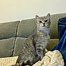 cat, tabby_cat, pet, animal, feline, cozy, blanket, couch, indoor, fur, ears, sitting, alert, curious, domestic_animal, comfort, home, resting_place, soft_texture, furniture