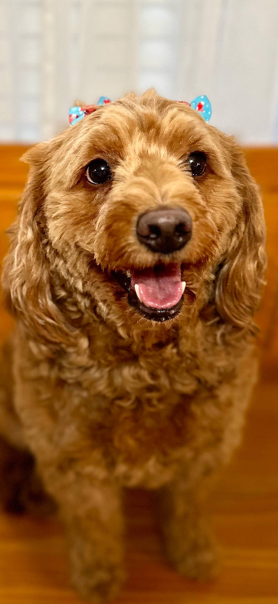 Oakley Girl is registered to the contest to win money with this photo: canidae, carnivore, collar, companion_dog, dog, dog_breed, dog_collar, fur, labradoodle, liver, puppy, snout, sporting_group, terrier, water_dog, working_animal