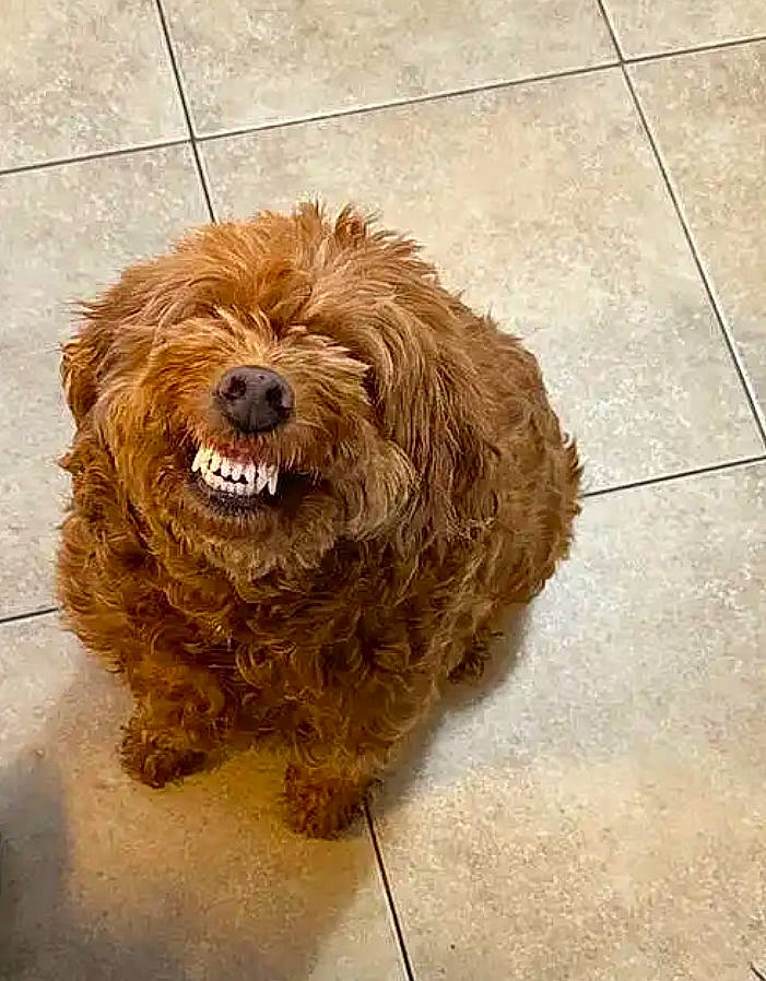 Oakley Girl is registered to the contest to win money with this photo: canidae, carnivore, companion_dog, dog, dog_breed, flooring, fur, liver, poodle_crossbreed, road_surface, small_terrier, snout, sporting_group, terrier, tile_flooring, toy_dog, water_dog, wood, working_animal