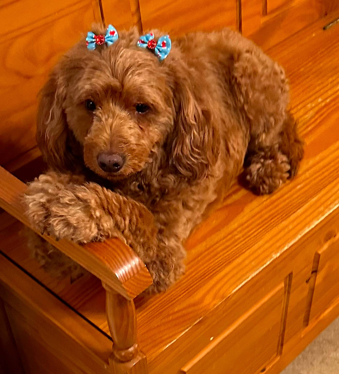 Oakley Girl joined the competition — help win amazing prizes! cabinetry, carnivore, companion_dog, dog, dog_breed, drawer, fur, hardwood, labradoodle, liver, small_terrier, sporting_group, terrier, toy_dog, varnish, water_dog, wood, wood_stain, working_animal, yorkipoo