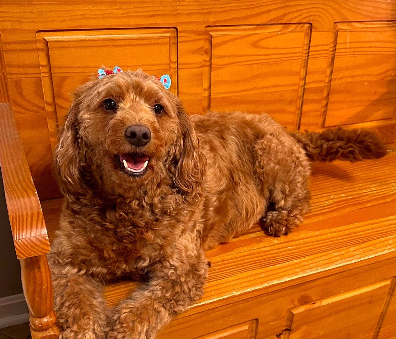 Oakley Girl joined the competition — help win amazing prizes! canidae, carnivore, companion_dog, dog, dog_breed, fur, hardwood, labradoodle, liver, poodle, poodle_crossbreed, small_terrier, sporting_group, terrier, toy_dog, water_dog, wood, wood_stain, working_animal, yorkipoo