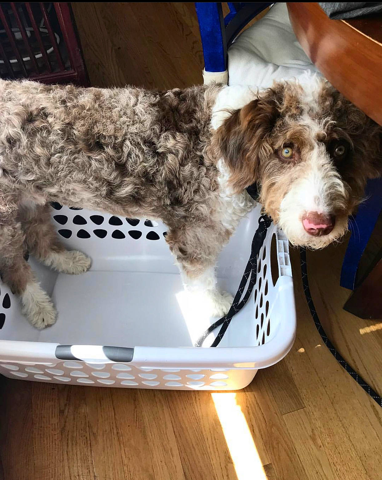 Emerson joined the competition — help win amazing prizes! canidae, carnivore, companion_dog, dog, dog_breed, dog_collar, fur, laminate_flooring, mammal, pet_supply, sporting_group, vertebrate, wood_flooring, working_animal