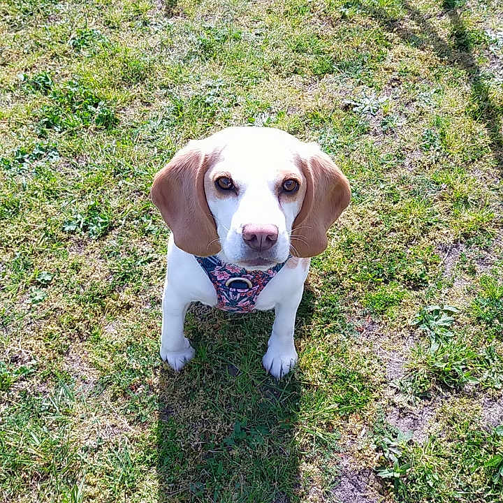 Stella participe au concours pour gagner de l'argent avec cette photo : animal, beagle, canine, dog, face, grass, head, hound, lawn, nature, outdoors, park, person, pet, photography, plant, playarea, portrait, puppy, yard