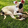 Nova is registered to the contest to win money with this photo: dog, white_dog, black_patch, grass, outdoor, pet, toy, lying_down, playful, animal, nature, cute, fur, ears, paw, relaxed, greenery, summer, companion, domestic_animal