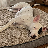 Nova is registered to the contest to win money with this photo: dog, white_dog, black_spots, lying_down, dog_bed, plush_bed, indoor, wood_floor, ear_up, ear_flopped, pet, animal, relaxed, resting, cute, canine, spot_pattern, floor, home, furniture