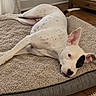 dog, white_dog, black_spots, lying_down, dog_bed, plush_bed, indoor, wood_floor, ear_up, ear_flopped, pet, animal, relaxed, resting, cute, canine, spot_pattern, floor, home, furniture