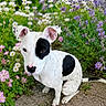 Nova is registered to the contest to win money with this photo: dog, white_dog, black_patch, pet, sitting, garden, flowers, daisies, purple_flowers, path, outdoor, nature, curious, ears_up, cute, animal, small_dog, greenery, summer, daylight