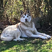 Miss Dori joined the competition — help win amazing prizes! dog, husky, animal, outdoor, grass, garden, sunlight, tree, nature, pet, canine, laying, fur, mammal, relaxed, daylight, shade, leaf, animal_face, quiet