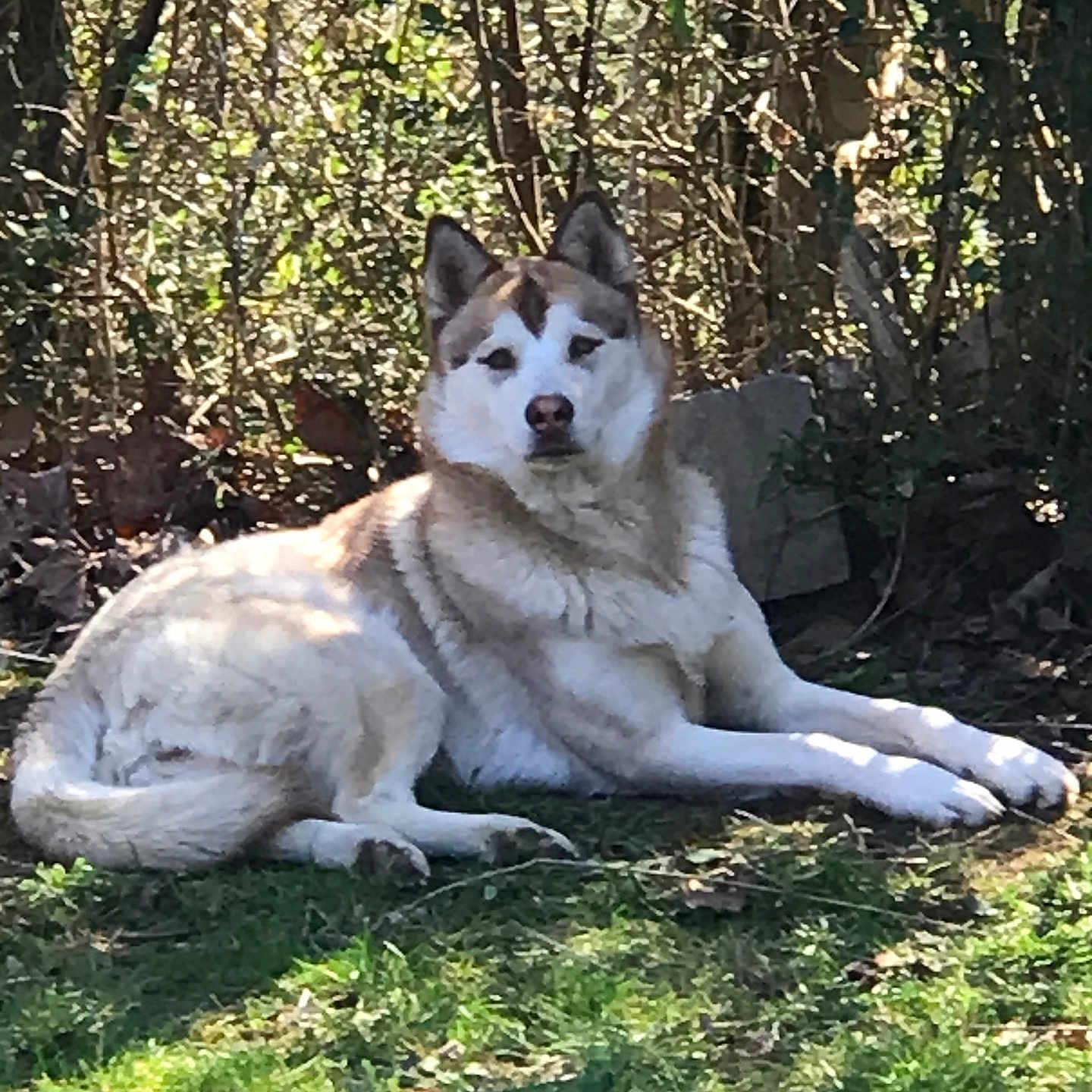 Miss Dori joined the competition — help win amazing prizes! dog, husky, animal, outdoor, grass, garden, sunlight, tree, nature, pet, canine, laying, fur, mammal, relaxed, daylight, shade, leaf, animal_face, quiet
