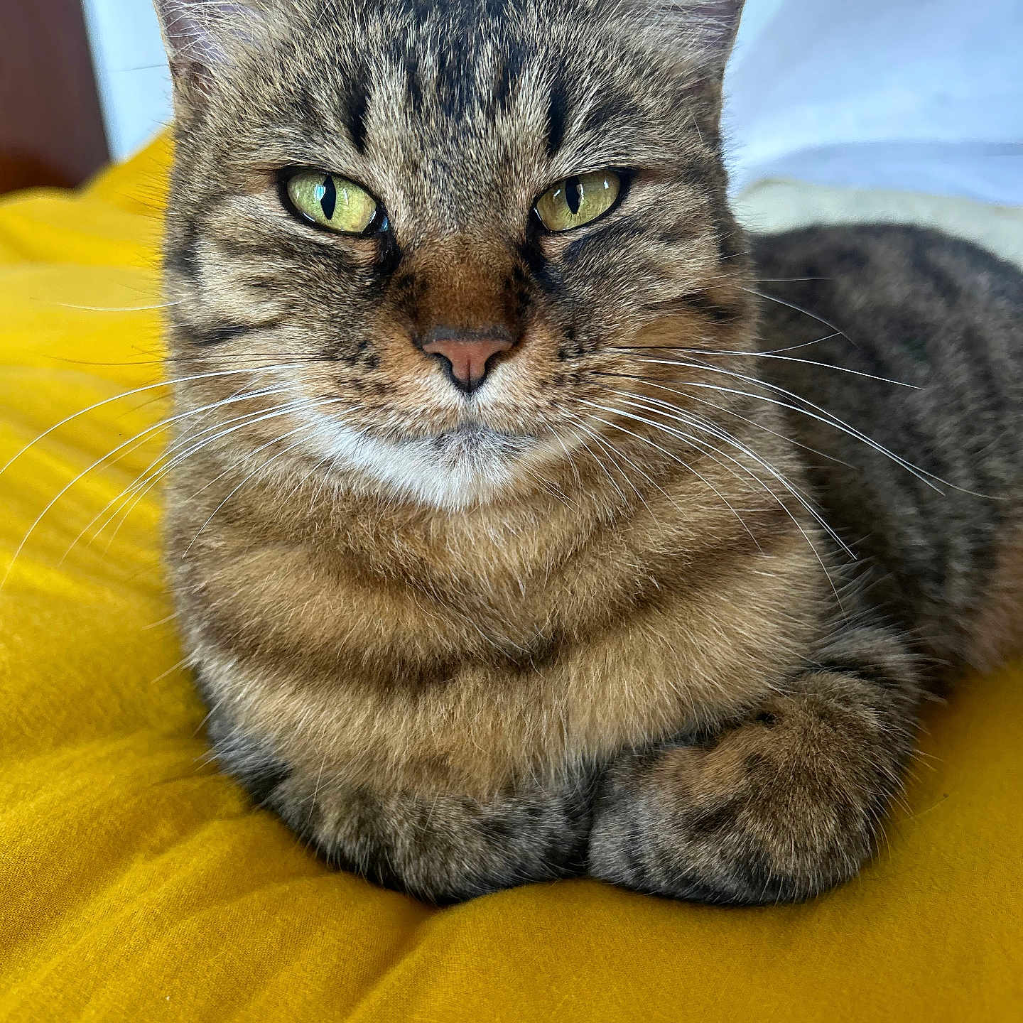 Sissi a rejoint le concours — aidez-le/la à gagner de superbes lots ! animal, cat, close_up, cozy, cute, feline, fur, green_eyes, indoor, lounging, mammal, paw, pet, portrait, relaxed, sleepy, striped_fur, tabby_cat, whiskers, yellow_blanket