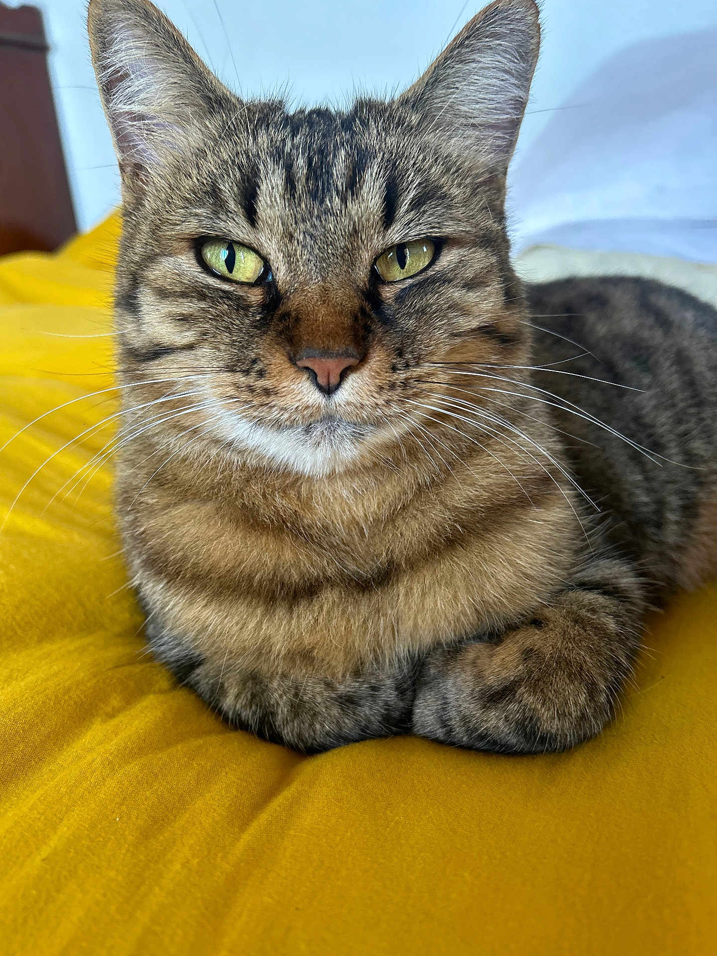 Sissi a rejoint le concours — aidez-le/la à gagner de superbes lots ! cat, tabby_cat, close_up, yellow_blanket, whiskers, green_eyes, fur, striped_fur, relaxed, lounging, pet, indoor, cozy, cute, animal, mammal, portrait, paw, sleepy, feline