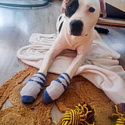 Rider participe au concours pour gagner de l'argent avec cette photo : dog, socks, blanket, rope_toy, floor, plant, indoor, furniture, window, curtains, wooden_floor, white, black_spot, pet, relaxed, playful, cozy, animal, home, cute