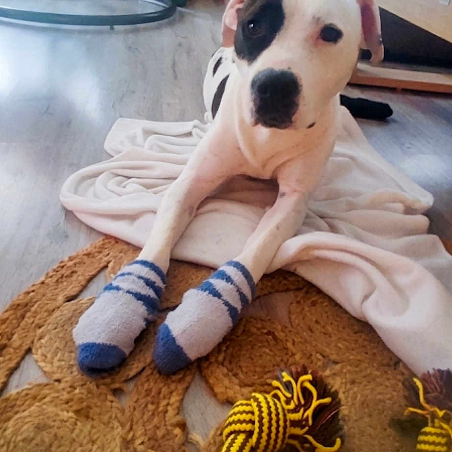 Rider participe au concours pour gagner de l'argent avec cette photo : dog, socks, blanket, rope_toy, floor, plant, indoor, furniture, window, curtains, wooden_floor, white, black_spot, pet, relaxed, playful, cozy, animal, home, cute