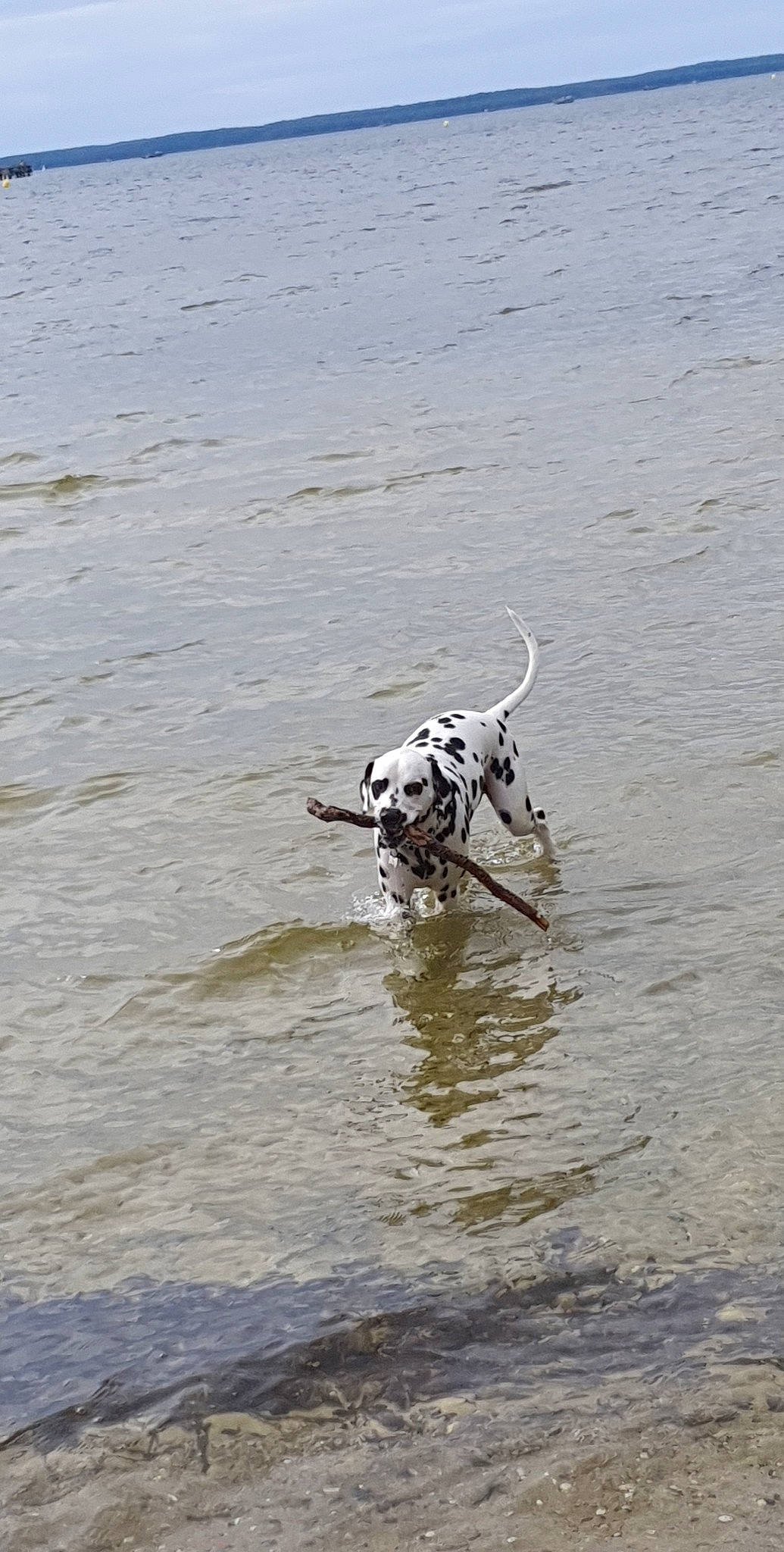 Pirate participe au concours pour gagner de l'argent avec cette photo : canidae, carnivore, dalmatian, dog, dog_breed, dog_supply, lake, liquid, non_sporting_group, sporting_group, terrestrial_animal, water, wildlife, working_animal, working_dog