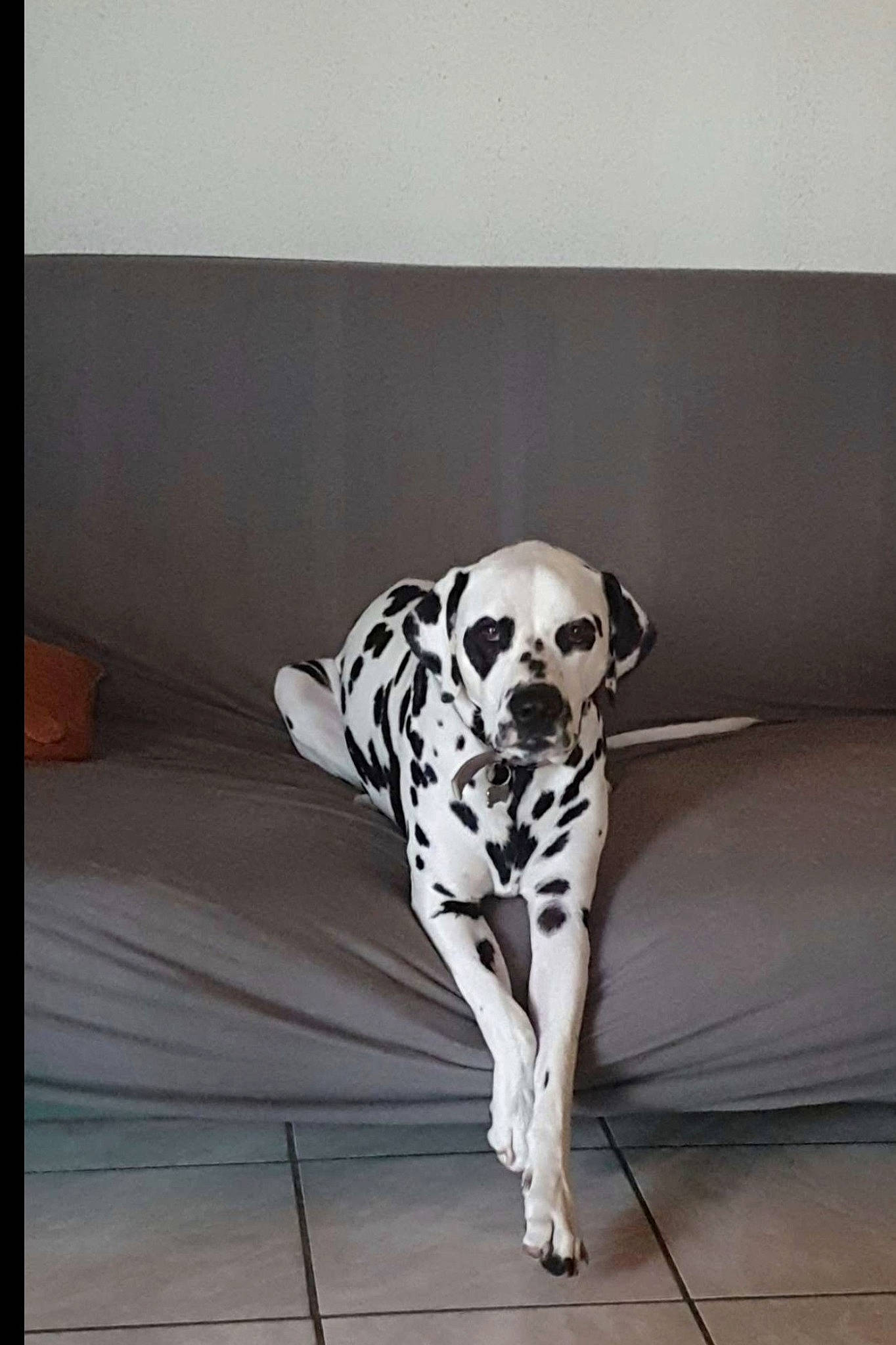 Pirate participe au concours pour gagner de l'argent avec cette photo : art, bone, canidae, carnivore, companion_dog, couch, dalmatian, dog, dog_breed, dog_supply, fawn, flooring, fur, non_sporting_group, rectangle, snout, sporting_group, terrestrial_animal, visual_arts, working_animal