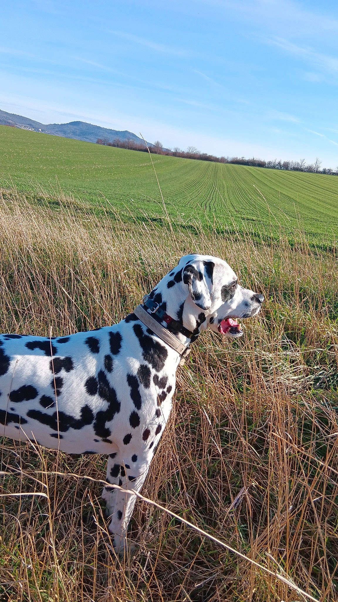 Pirate participe au concours pour gagner de l'argent avec cette photo : canidae, carnivore, cloud, dalmatian, dog, dog_breed, ecoregion, event, fawn, grass, grassland, landscape, meadow, natural_environment, plain, prairie, sky, snout, sporting_group, working_animal