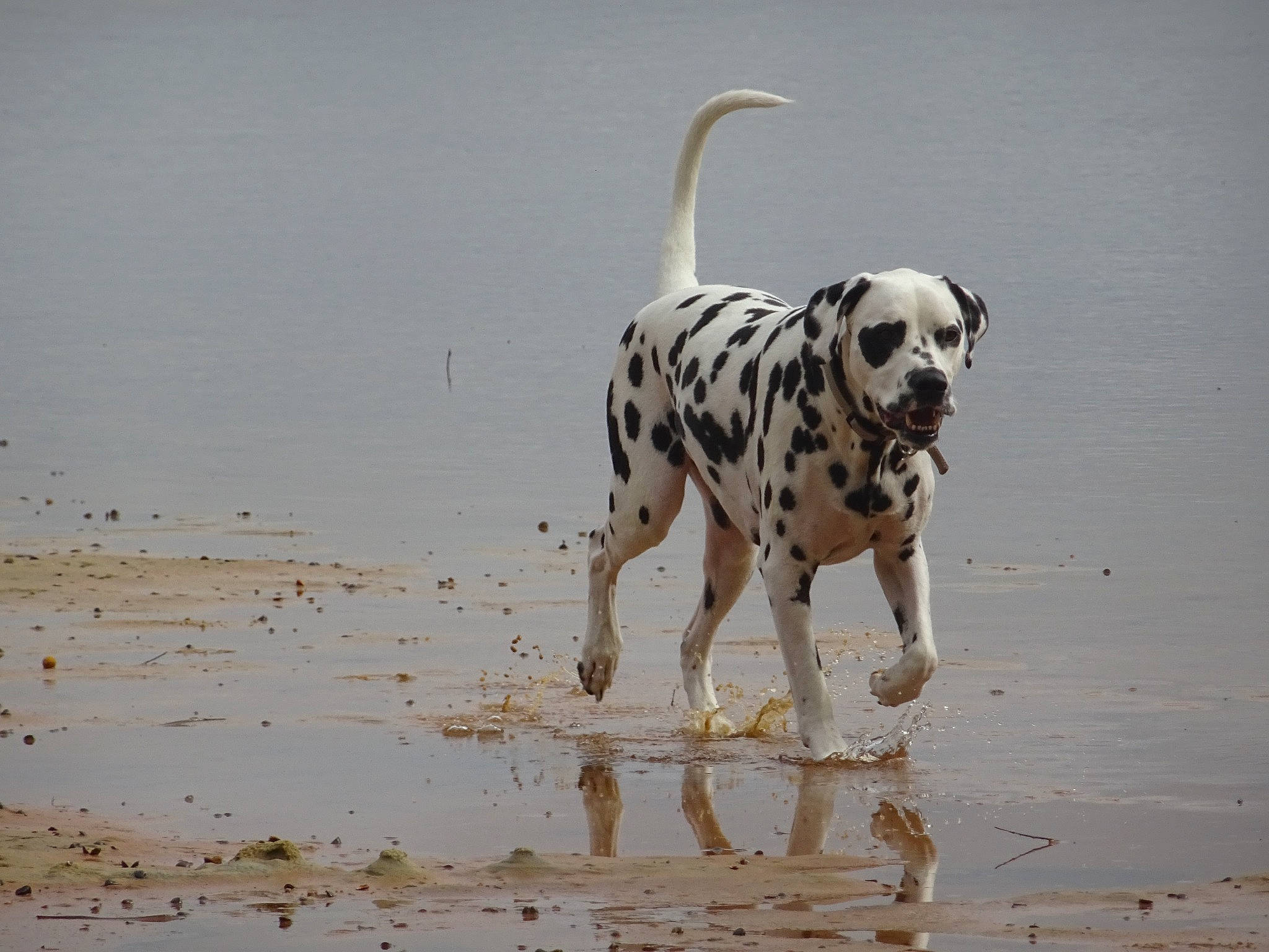 Pirate a rejoint le concours — aidez-le/la à gagner de superbes lots ! beach, canidae, carnivore, dalmatian, dog, dog_breed, dog_supply, fawn, hunting_dog, liquid, non_sporting_group, sporting_group, tail, terrestrial_animal, water, working_animal