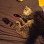 Cheddar joined the competition — help win amazing prizes! animal, bed, blanket, cat, cozy, cute, domestic, fur, indoor, mammal, paw, pet, relaxation, resting, sleeping, soft, striped, tabby, tail, whiskers