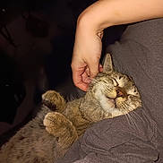 Cheddar is registered to the contest to win money with this photo: cat, pet, animal, sleeping, content, hand, scratching, gray_shirt, close_up, feline, cozy, resting, indoor, cute, fur, whiskers, paws, relaxed, domestic_animal, human_interaction