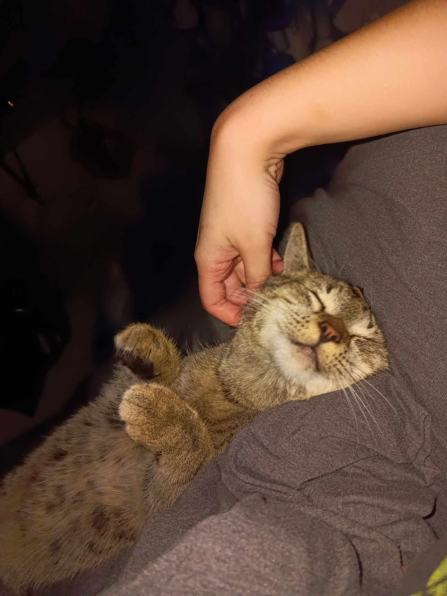 Cheddar