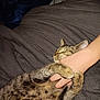 Cheddar joined the competition — help win amazing prizes! animal, bed, blanket, cat, closeup, comfort, cozy, cuddle, cute, domestic, feline, fur, hand, paws, pet, relaxed, rest, sleeping, tabby, whiskers