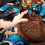 Cheddar is registered to the contest to win money with this photo: animal, black_and_white_cat, blanket, cat, cats, comfort, companionship, cozy, cute, domestic_animal, friendship, fur, indoors, pets, resting, sleeping, snuggling, soft, tabby_cat, warm