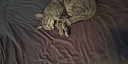 Cheddar joined the competition — help win amazing prizes! animal, bed, blanket, cat, cozy, cute, domestic, feline, fur, indoor, nap, paw, pet, relaxation, resting, sleeping, soft, tabby, tail, whiskers