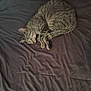 animal, bed, blanket, cat, cozy, cute, domestic, feline, fur, indoor, nap, paw, pet, relaxation, resting, sleeping, soft, tabby, tail, whiskers