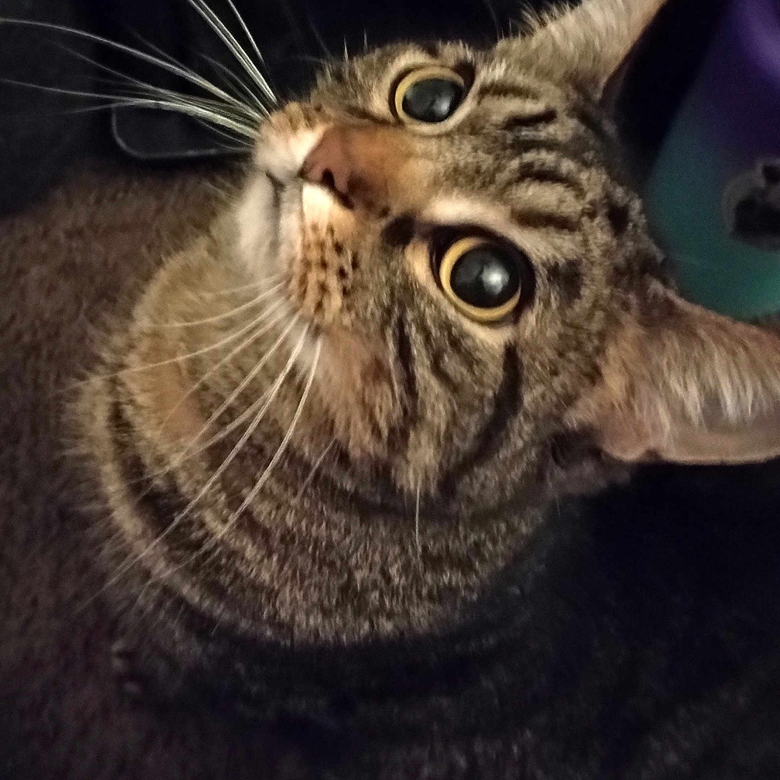 Luna is registered to the contest to win money with this photo: animal, cat, closeup, curious, cute, domestic_animal, ears, eyes, face, feline, fur, furry, indoor, looking_up, mammal, pet, portrait, tabby, tabby_cat, whiskers