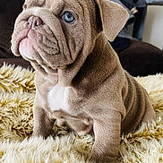 Rosie joined the competition — help win amazing prizes! puppy, dog, blue_eyes, wrinkles, fluffy_rug, indoor, couch, fur, pet, cute, small_dog, sitting, brown_fur, close_up, animal, companion, domestic_animal, young_dog, portrait, cozy