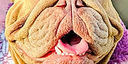 Rosie joined the competition — help win amazing prizes! dog, bulldog, close_up, tongue_out, smiling, sweater, purple, white, patterned_clothing, pet, canine, happy, wrinkled_face, nose, mouth, teeth, indoor, car_seat, sunlight, cozy