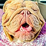 bulldog, canine, car_seat, close_up, cozy, dog, happy, indoor, mouth, nose, patterned_clothing, pet, purple, smiling, sunlight, sweater, teeth, tongue_out, white, wrinkled_face