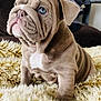 Rosie is registered to the contest to win money with this photo: puppy, dog, blue_eyes, wrinkles, fluffy_rug, indoor, couch, fur, pet, cute, small_dog, sitting, brown_fur, close_up, animal, companion, domestic_animal, young_dog, portrait, cozy