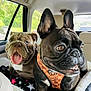 Rosie joined the competition — help win amazing prizes! dog, bulldog, french_bulldog, pet, animal, car_interior, backseat, harness, blanket, tongue_out, cute, companion, window, daylight, fur, ears, seat, happy, portrait, domestic_animal