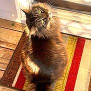 Smokey is registered to the contest to win money with this photo: animal, brown_fur, cat, cozy, curious, door, doormat, feline, fluffy, green_eyes, home, indoor, looking_up, pet, shadow, striped, sunlight, tail, whiskers, wood_floor