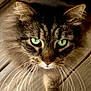 Smokey joined the competition — help win amazing prizes! animal, cat, close_up, curious, cute, domestic_animal, face, feline, fluffy, fur, green_eyes, indoor, looking_up, mammal, pet, portrait, tabby, walking, whiskers, wooden_floor