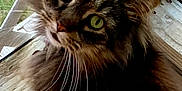 Smokey joined the competition — help win amazing prizes! abyssinian, angora, animal, architecture, blackcat, brasssection, building, cat, deck, hardwood, horn, house, housing, kitten, manx, musicalinstrument, pet, plywood, porch, wood